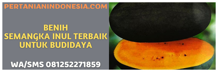 benih,semangka,inul,terbaik,benih semangka inul